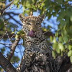 Leopard (Panthera pardus)