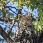 Leopard (Panthera pardus)