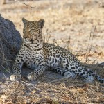 Leopard (Panthera pardus)