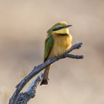 Zwergspint (Merops pusillus)