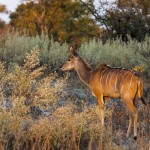 Kleiner Kudu (Ammelaphus imberbis) Weichen