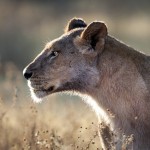 Löwin (Panthera leo)