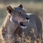 Löwin (Panthera leo)