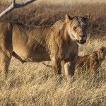Löwin mit Jungen (Panthera leo)