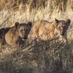 Löwin mit Jungen (Panthera leo)