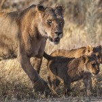 Löwin mit Jungen (Panthera leo)