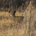 Löwenbaby (Panther leo)