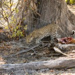 Leopard (Panthera pardus)