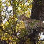 Leopard (Panthera pardus)