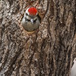 Namaspecht (Chloropicus namaquus)