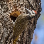 Namaspecht (Chloropicus namaquus)