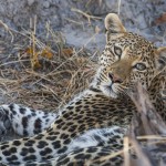 Leopard (Panthera pardus)
