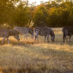 Steppenzebra ( Equus quagga) , Okawango-Delta, Botswana