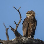 Gaukler (Terathopius ecaudatus)