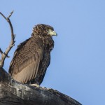 Gaukler (Terathopius ecaudatus)