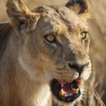 Löwin (Panthera leo)