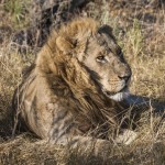 Löwe (Panthera leo)