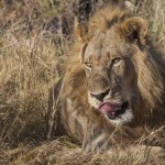 Löwe (Panthera leo)