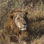 Löwe (Panthera leo)