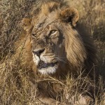 Löwe (Panthera leo)