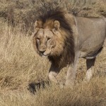 Löwe (Panthera leo)