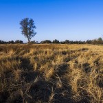 Okawango-Delta, Botswana, Moremi Game Reserve