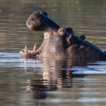 Flusspferd (Hippopotamus amphibius)
