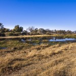 Botswana, Moremi Game  Reserve, Okawango-Delta