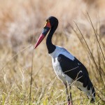 Sattelstorch (Ephippiorhynchus senegalensis)
