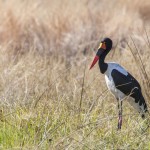 Sattelstorch (Ephippiorhynchus senegalensis)