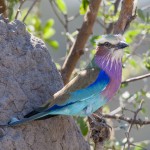 Gabelracke (Coracias caudatus)