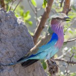 Gabelracke (Coracias caudatus)