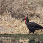 Südlicher Hornrabe (Bucorvus leadbeateri)