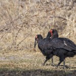 Südlicher Hornrabe (Bucorvus leadbeateri)