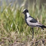 Schmiedekiebitz (Vanellus armatus)