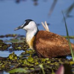 Afrikanisches Blatthühnchen (Actophilornis africana)