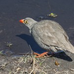 Helmperlhuhn (Numida meleagris)