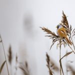 Bartmeise (Panurus biarmicus) Männchen