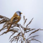 Bartmeise (Panurus biarmicus) Männchen