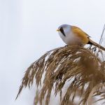 Bartmeise (Panurus biarmicus) Männchen