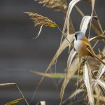 Bartmeise (Panurus biarmicus) Männchen