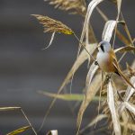 Bartmeise (Panurus biarmicus) Männchen