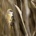 Bartmeise (Panurus biarmicus) Weibchen