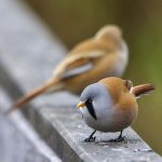 Bartmeise (Panurus biarmicus) Männchen