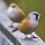 Bartmeise (Panurus biarmicus) Männchen