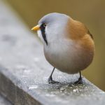 Bartmeise (Panurus biarmicus) Männchen
