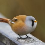 Bartmeise (Panurus biarmicus) Männchen