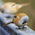 Bartmeise (Panurus biarmicus) Männchen