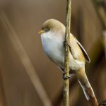 Bartmeise (Panurus biarmicus) Weibchen