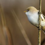 Bartmeise (Panurus biarmicus) Weibchen